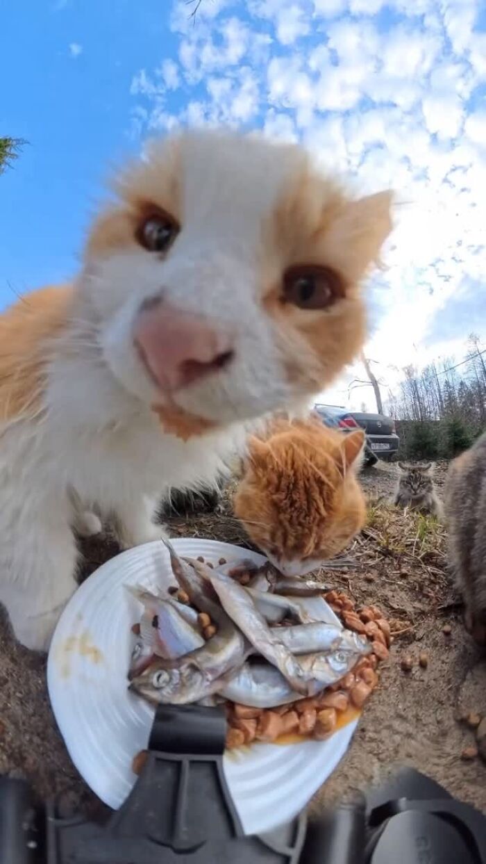This Account Shares Stray Animals Getting Their Meals Delivered By Remote Control Car And Drone (40 New Pics) This Account Shares Stray Animals Getting Their Meals Delivered By Remote Control Car And Drone (40 New Pics)