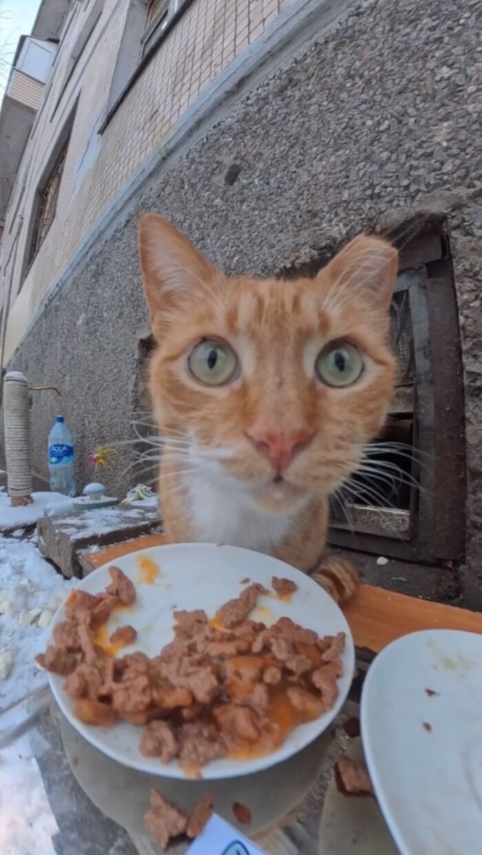 This Account Shares Stray Animals Getting Their Meals Delivered By Remote Control Car And Drone (40 New Pics) This Account Shares Stray Animals Getting Their Meals Delivered By Remote Control Car And Drone (40 New Pics)