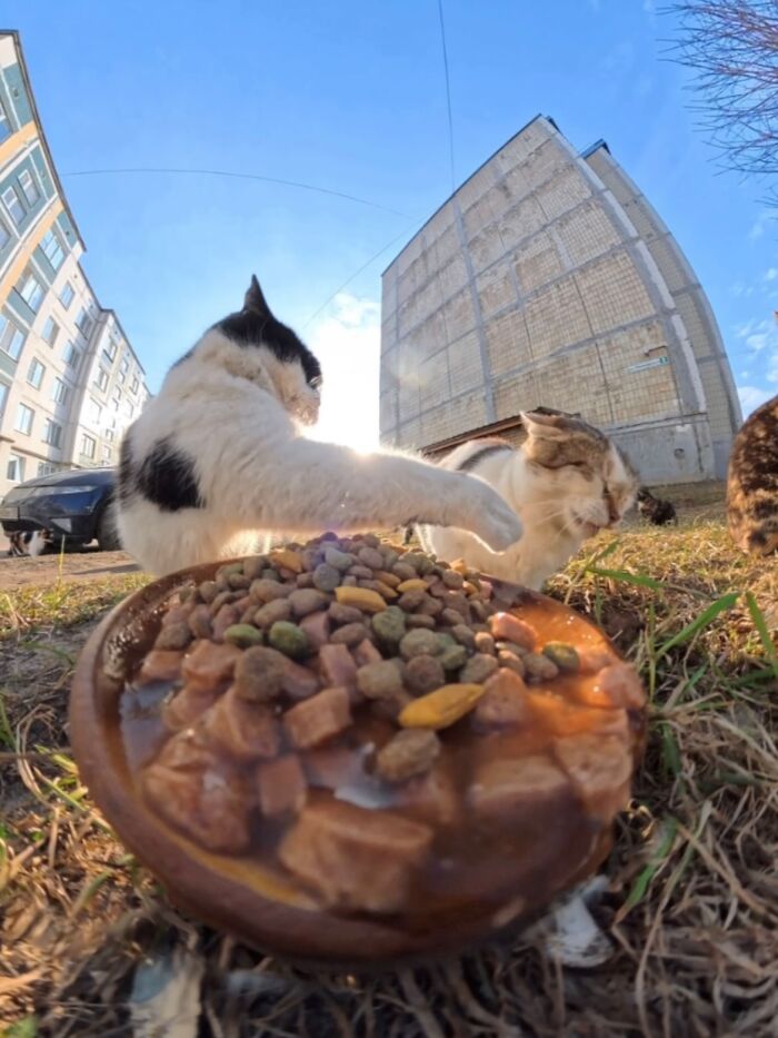 This Account Shares Stray Animals Getting Their Meals Delivered By Remote Control Car And Drone (40 New Pics) This Account Shares Stray Animals Getting Their Meals Delivered By Remote Control Car And Drone (40 New Pics)
