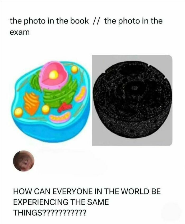 36 Delightfully Weird And Hilarious Memes To Give Your Brain A Quick Break From Reality