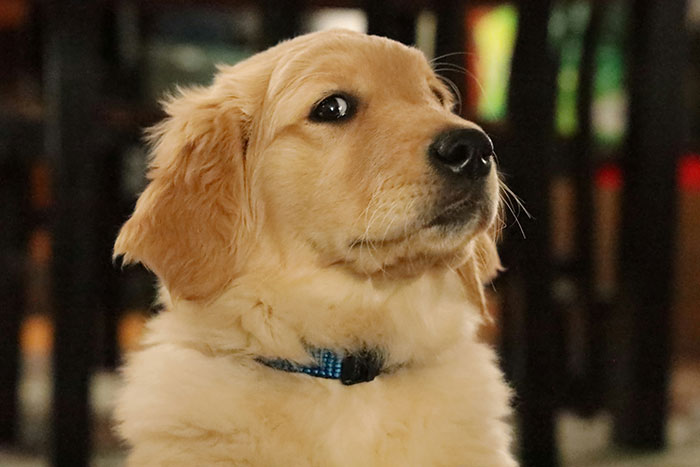 Guy Keeps Ex’s Old Dog With Him Out Of Spite, Hands Him Over To Friend After It Becomes Too Much