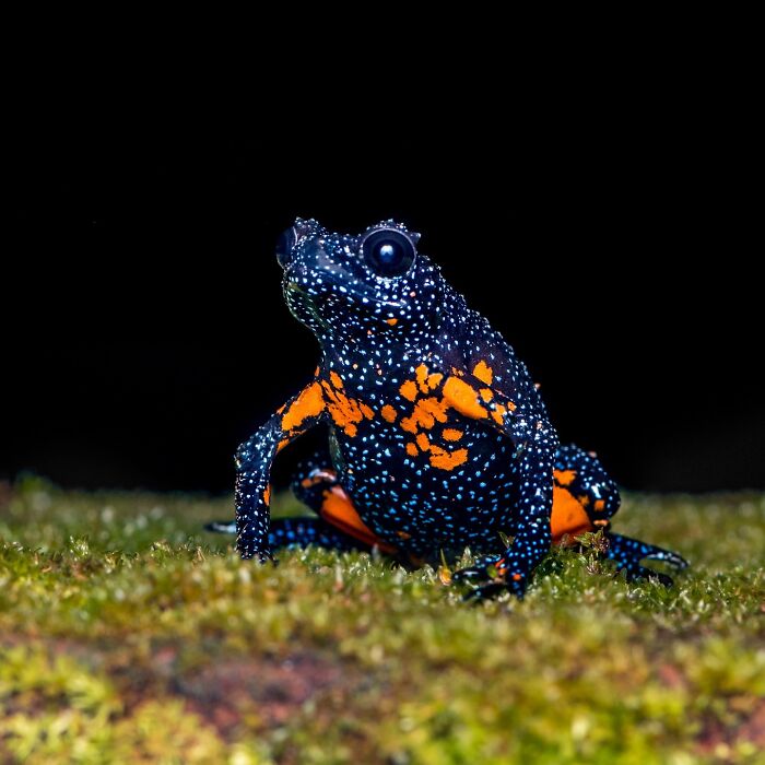 Photographer Captured 22 Macro Shots To Showcase The Hidden Charm Of Frogs (New Pics)