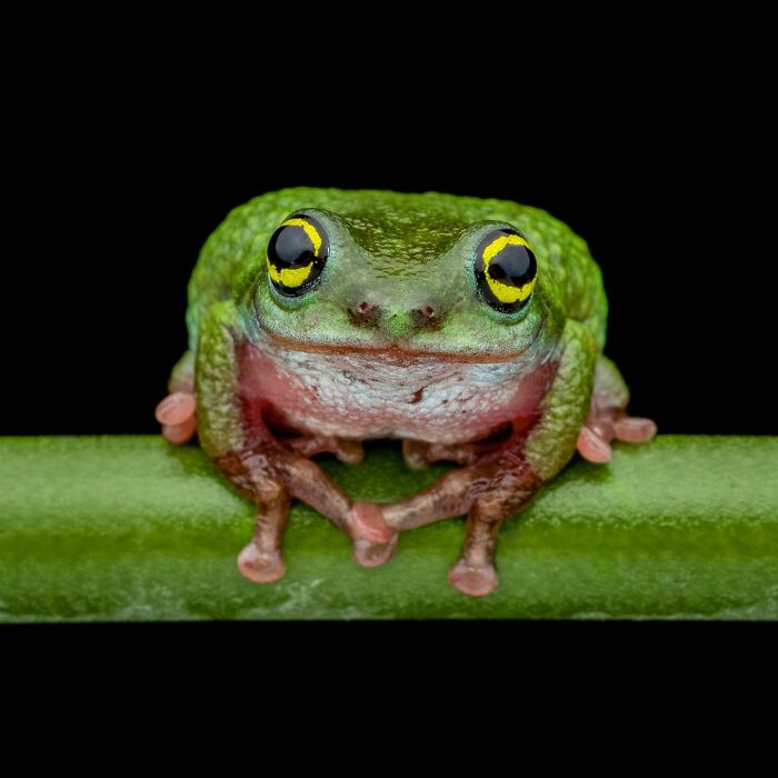 Photographer Captured 22 Macro Shots To Showcase The Hidden Charm Of Frogs (New Pics)