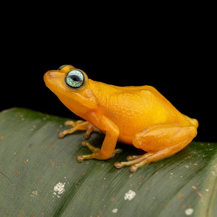 Photographer Captured 22 Macro Shots To Showcase The Hidden Charm Of Frogs (New Pics)