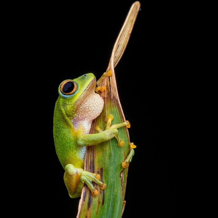 Photographer Captured 22 Macro Shots To Showcase The Hidden Charm Of Frogs (New Pics)
