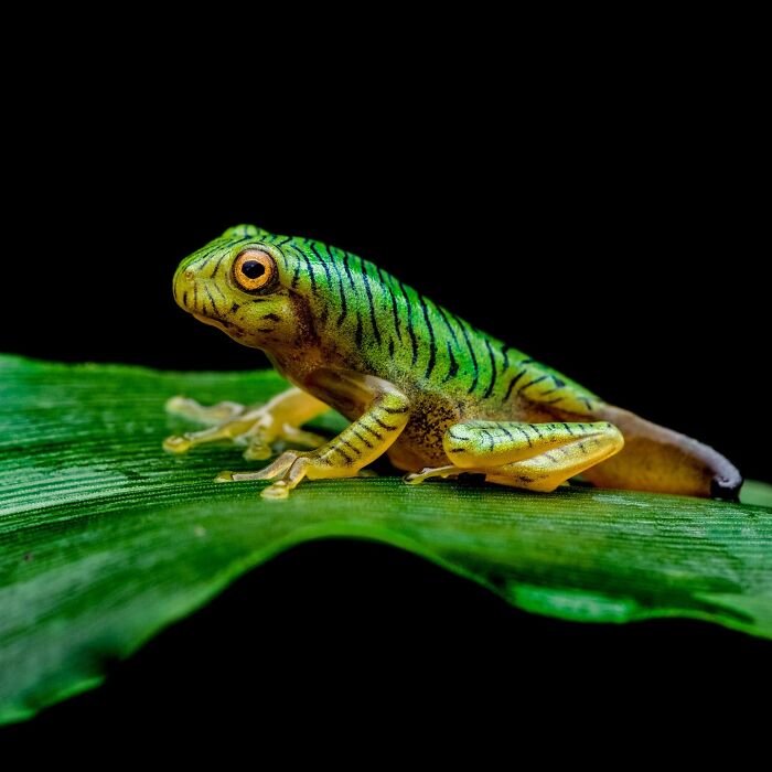 Photographer Captured 22 Macro Shots To Showcase The Hidden Charm Of Frogs (New Pics)