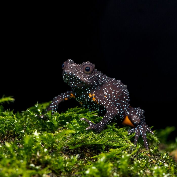 Photographer Captured 22 Macro Shots To Showcase The Hidden Charm Of Frogs (New Pics)