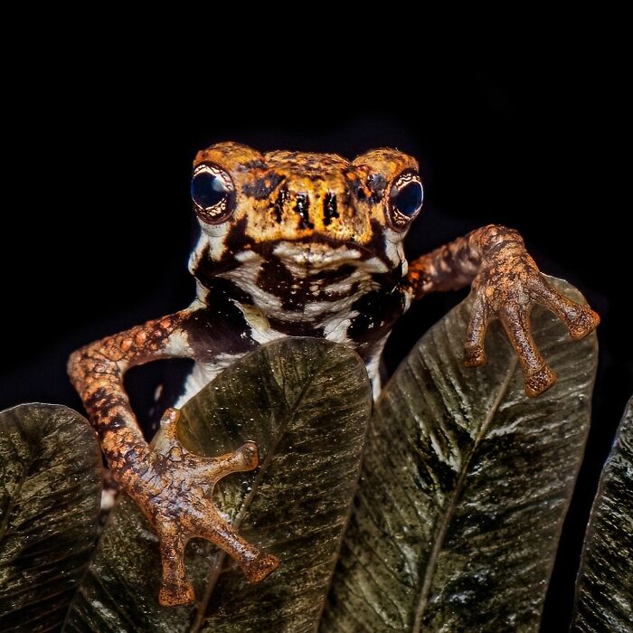 Photographer Captured 22 Macro Shots To Showcase The Hidden Charm Of Frogs (New Pics)