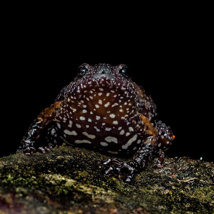 Photographer Captured 22 Macro Shots To Showcase The Hidden Charm Of Frogs (New Pics)