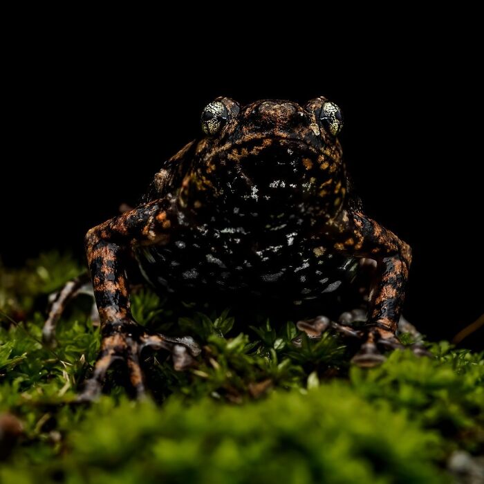 Photographer Captured 22 Macro Shots To Showcase The Hidden Charm Of Frogs (New Pics)