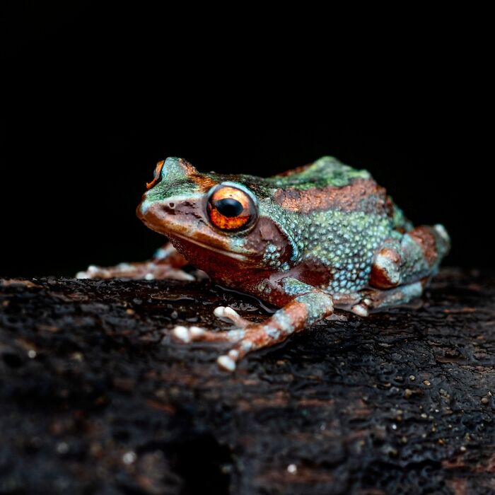 Photographer Captured 22 Macro Shots To Showcase The Hidden Charm Of Frogs (New Pics)