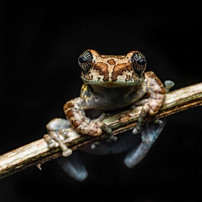 Photographer Captured 22 Macro Shots To Showcase The Hidden Charm Of Frogs (New Pics)