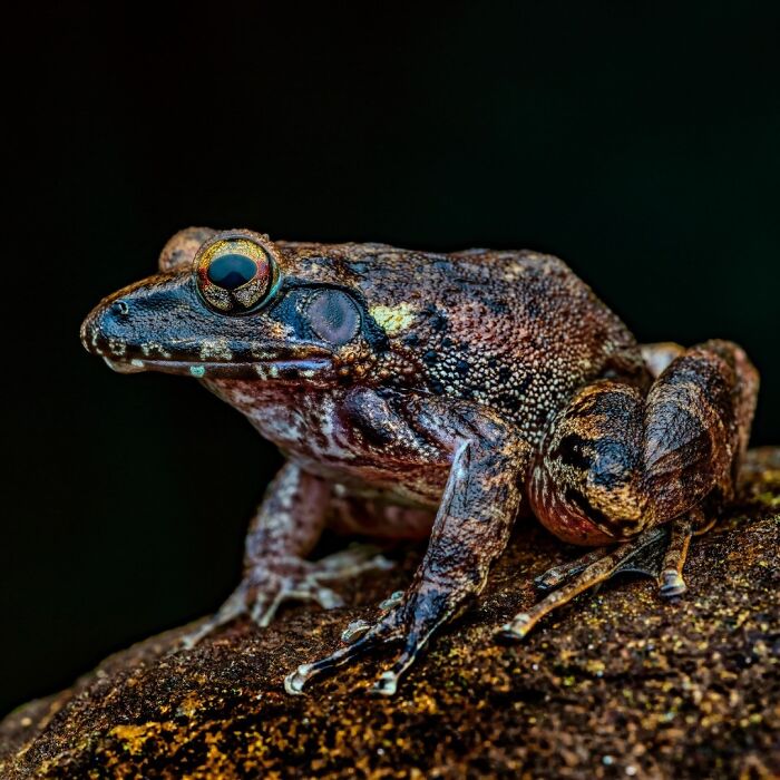 Photographer Captured 22 Macro Shots To Showcase The Hidden Charm Of Frogs (New Pics)