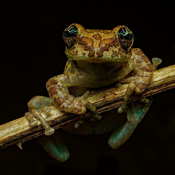 Photographer Captured 22 Macro Shots To Showcase The Hidden Charm Of Frogs (New Pics)