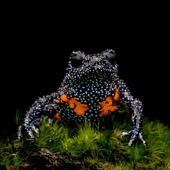 Photographer Captured 22 Macro Shots To Showcase The Hidden Charm Of Frogs (New Pics)