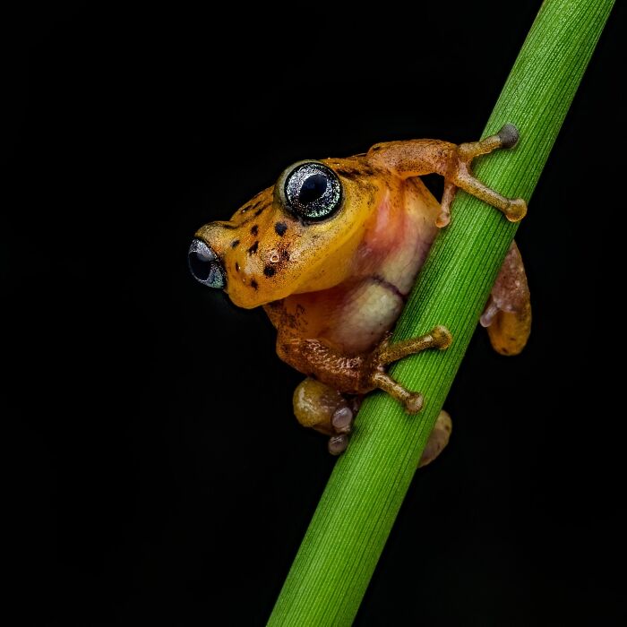 Photographer Captured 22 Macro Shots To Showcase The Hidden Charm Of Frogs (New Pics)