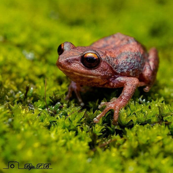 Photographer Captured 22 Macro Shots To Showcase The Hidden Charm Of Frogs (New Pics)