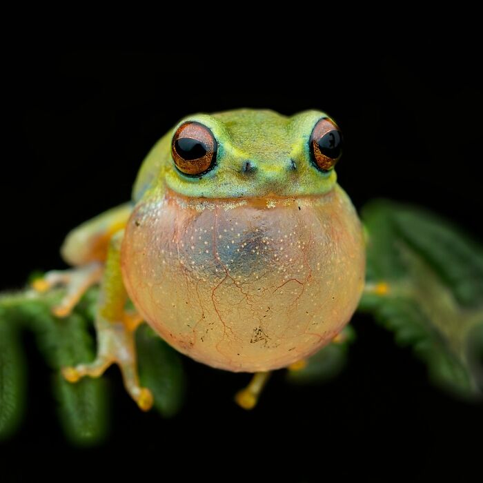 Photographer Captured 22 Macro Shots To Showcase The Hidden Charm Of Frogs (New Pics)