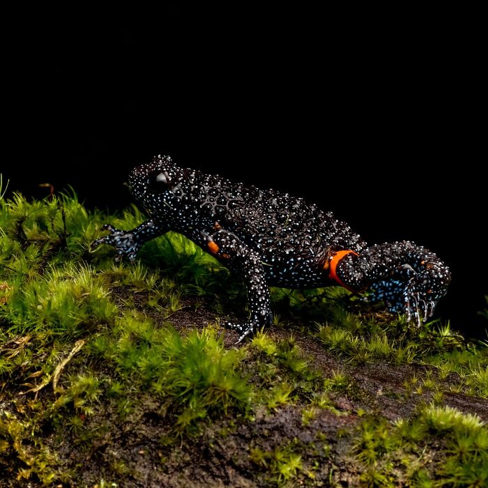 Photographer Captured 22 Macro Shots To Showcase The Hidden Charm Of Frogs (New Pics)