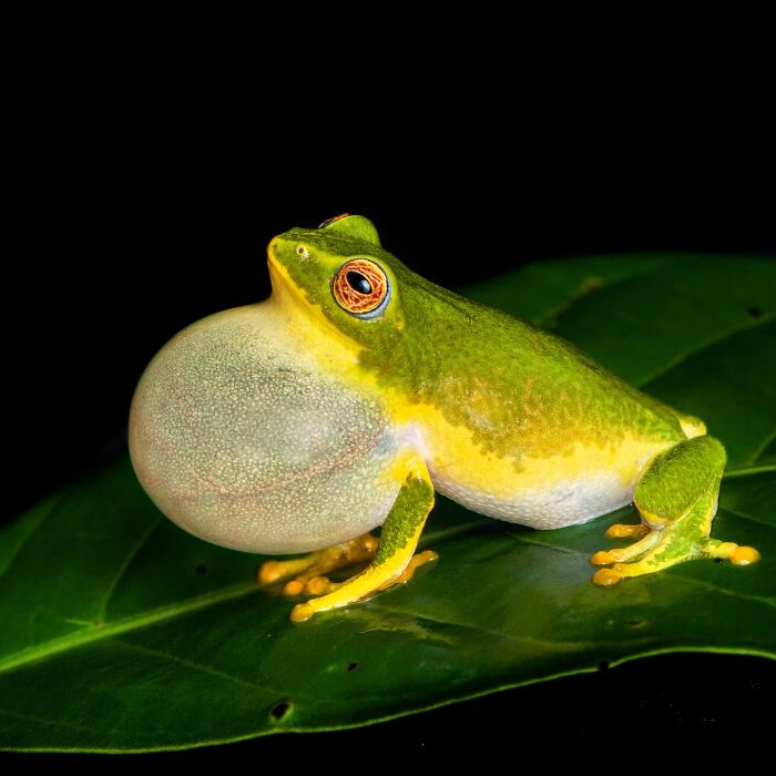 Photographer Captured 22 Macro Shots To Showcase The Hidden Charm Of Frogs (New Pics)