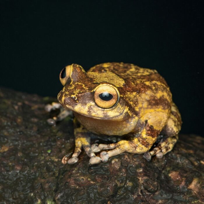 Photographer Captured 22 Macro Shots To Showcase The Hidden Charm Of Frogs (New Pics)