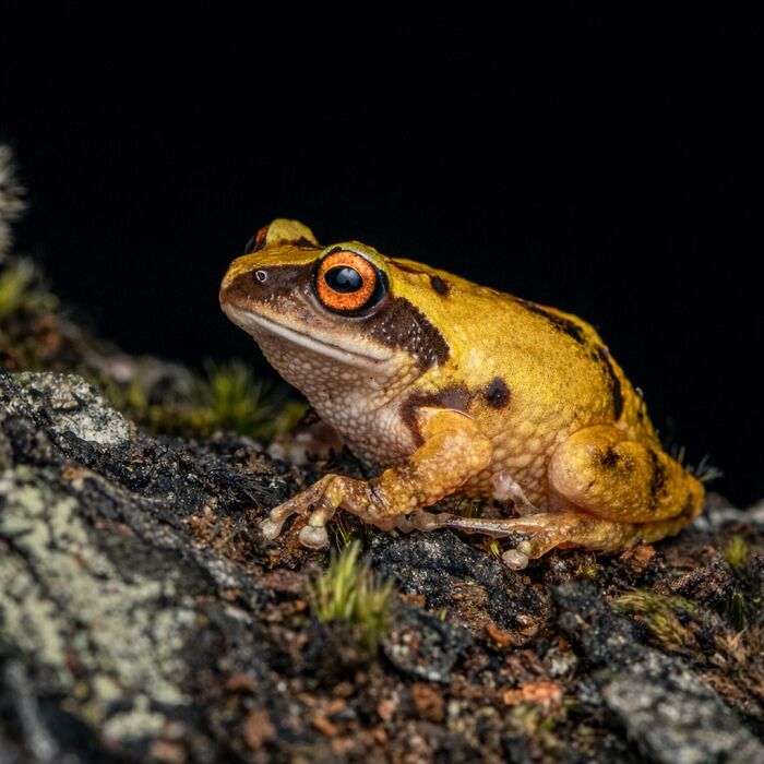 Photographer Captured 22 Macro Shots To Showcase The Hidden Charm Of Frogs (New Pics)