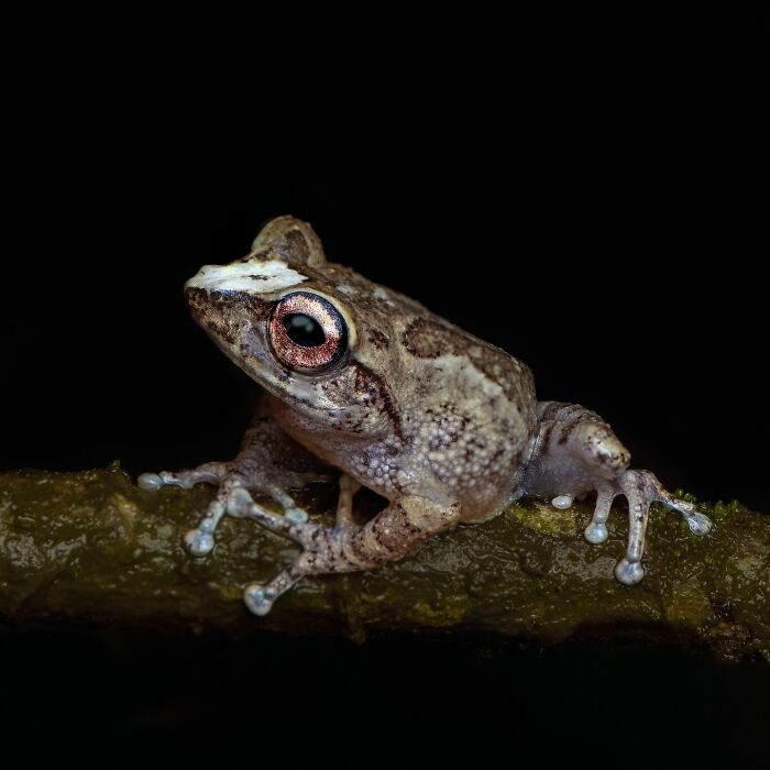 Photographer Captured 22 Macro Shots To Showcase The Hidden Charm Of Frogs (New Pics)