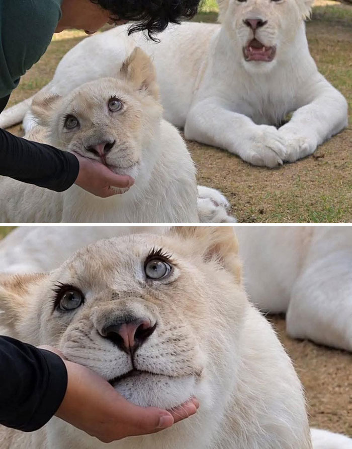 38 Of The Most Hilarious And Cute &lsquo;Important Animal Images&rsquo; To Brighten Your Day (New Pics)