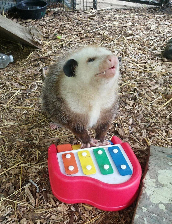 38 Of The Most Hilarious And Cute &lsquo;Important Animal Images&rsquo; To Brighten Your Day (New Pics)