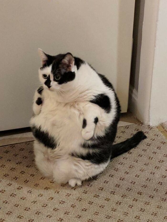 38 Of The Most Hilarious And Cute &lsquo;Important Animal Images&rsquo; To Brighten Your Day (New Pics)