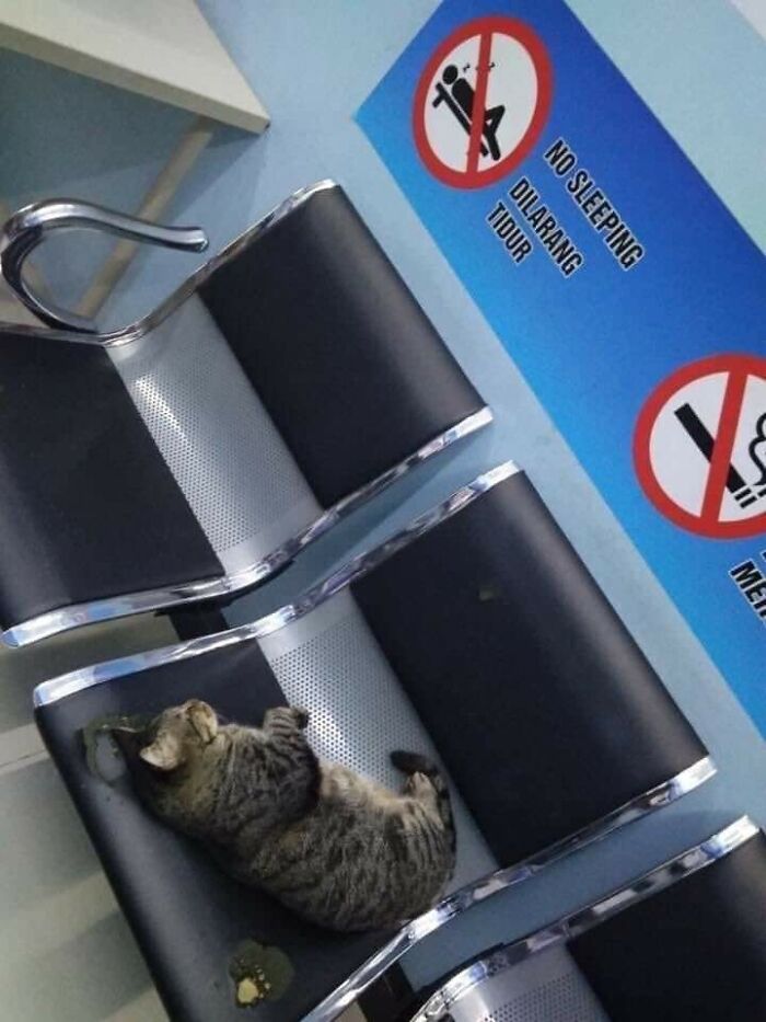 38 Of The Most Hilarious And Cute &lsquo;Important Animal Images&rsquo; To Brighten Your Day (New Pics)