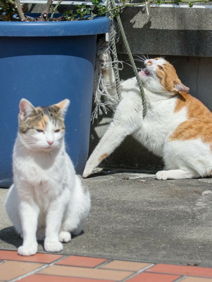 38 Of The Most Hilarious And Cute &lsquo;Important Animal Images&rsquo; To Brighten Your Day (New Pics)