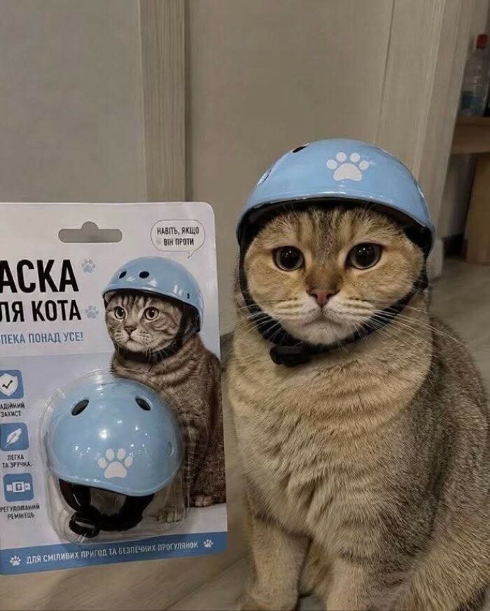 38 Of The Most Hilarious And Cute &lsquo;Important Animal Images&rsquo; To Brighten Your Day (New Pics)