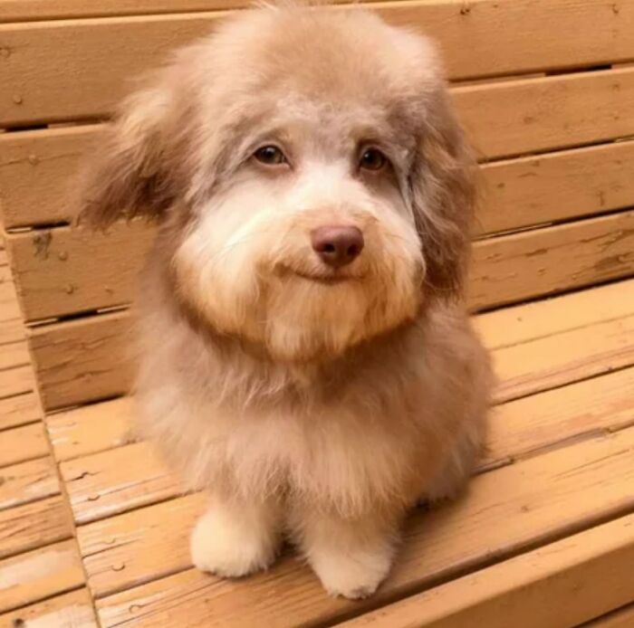 38 Of The Most Hilarious And Cute &lsquo;Important Animal Images&rsquo; To Brighten Your Day (New Pics)
