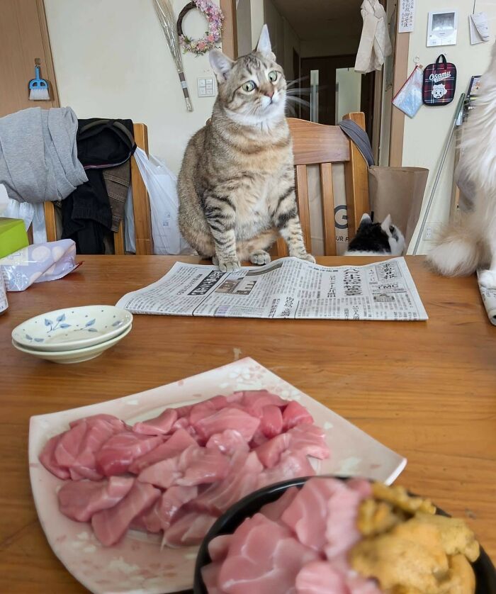 38 Of The Most Hilarious And Cute &lsquo;Important Animal Images&rsquo; To Brighten Your Day (New Pics)
