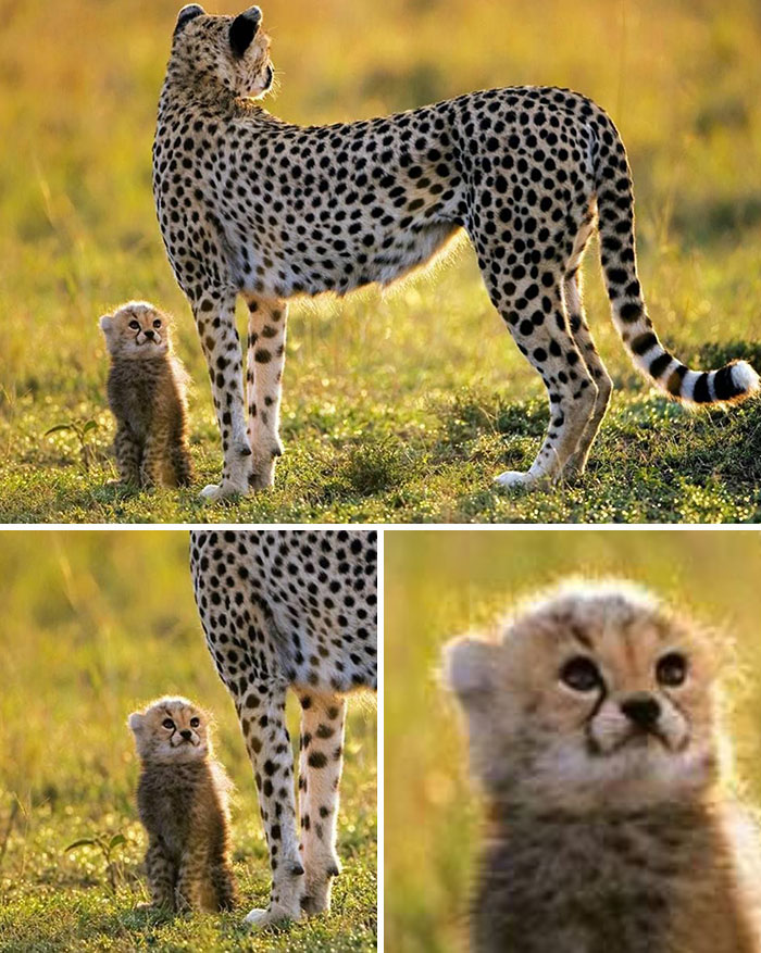 38 Of The Most Hilarious And Cute &lsquo;Important Animal Images&rsquo; To Brighten Your Day (New Pics)
