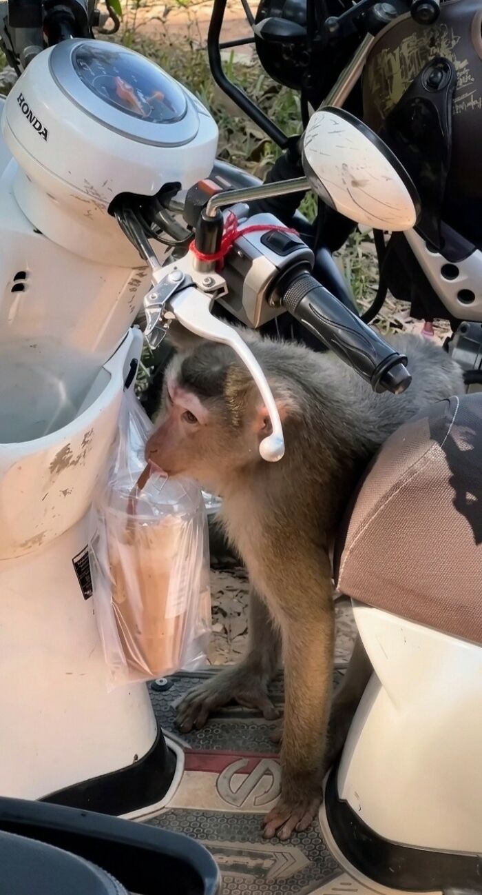 38 Of The Most Hilarious And Cute &lsquo;Important Animal Images&rsquo; To Brighten Your Day (New Pics)