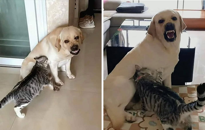 38 Of The Most Hilarious And Cute &lsquo;Important Animal Images&rsquo; To Brighten Your Day (New Pics)