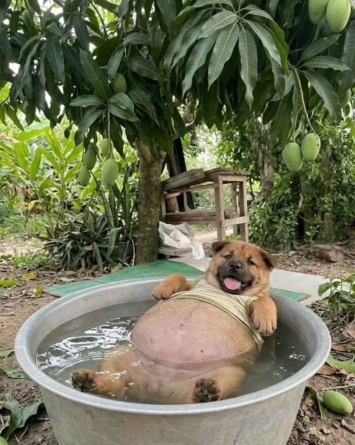 38 Of The Most Hilarious And Cute &lsquo;Important Animal Images&rsquo; To Brighten Your Day (New Pics)