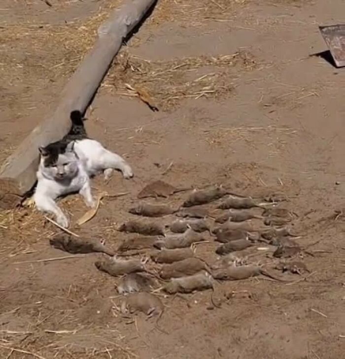 38 Of The Most Hilarious And Cute &lsquo;Important Animal Images&rsquo; To Brighten Your Day (New Pics)