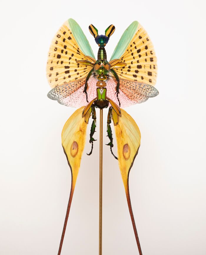 Amsterdam-Based Artist Creates Surreal Sculptures Inspired By Fairies, Flowers, Skeletons, And Insects (33 Pics) Amsterdam-Based Artist Creates Surreal Sculptures Inspired By Fairies, Flowers, Skeletons, And Insects (33 Pics)