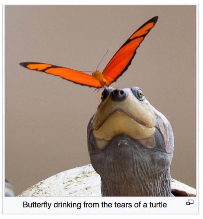 This Page Is Dedicated To The Weird Side Of Wikipedia, And Here Are 69 Of The Best Animal-Related Examples This Page Is Dedicated To The Weird Side Of Wikipedia, And Here Are 69 Of The Best Animal-Related Examples