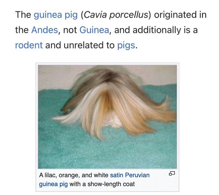 This Page Is Dedicated To The Weird Side Of Wikipedia, And Here Are 69 Of The Best Animal-Related Examples This Page Is Dedicated To The Weird Side Of Wikipedia, And Here Are 69 Of The Best Animal-Related Examples