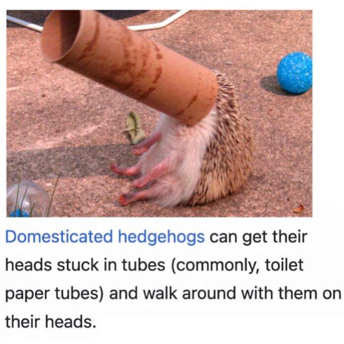 This Page Is Dedicated To The Weird Side Of Wikipedia, And Here Are 69 Of The Best Animal-Related Examples This Page Is Dedicated To The Weird Side Of Wikipedia, And Here Are 69 Of The Best Animal-Related Examples