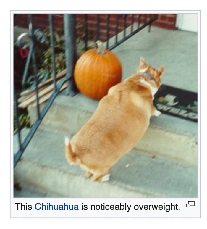 This Page Is Dedicated To The Weird Side Of Wikipedia, And Here Are 69 Of The Best Animal-Related Examples This Page Is Dedicated To The Weird Side Of Wikipedia, And Here Are 69 Of The Best Animal-Related Examples