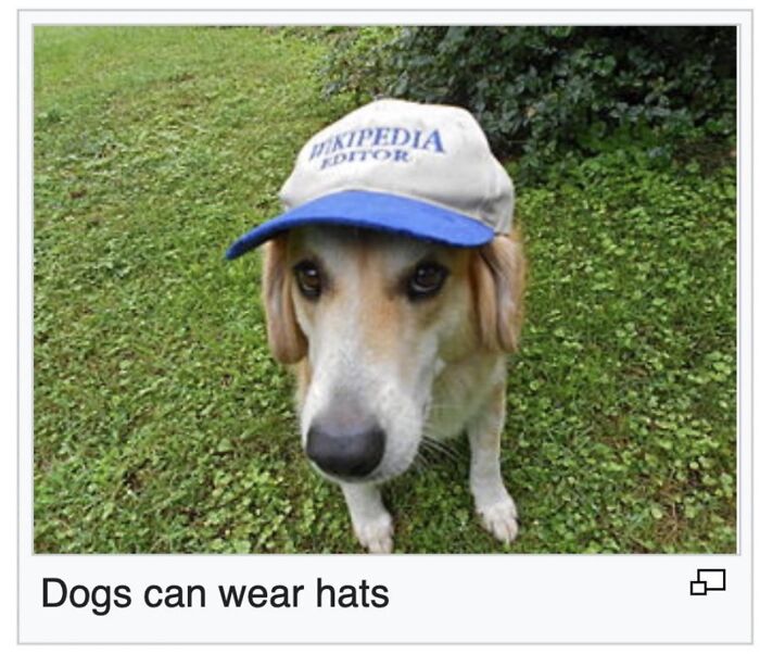 This Page Is Dedicated To The Weird Side Of Wikipedia, And Here Are 69 Of The Best Animal-Related Examples This Page Is Dedicated To The Weird Side Of Wikipedia, And Here Are 69 Of The Best Animal-Related Examples