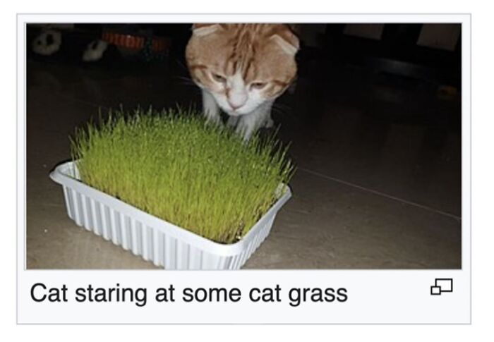 This Page Is Dedicated To The Weird Side Of Wikipedia, And Here Are 69 Of The Best Animal-Related Examples This Page Is Dedicated To The Weird Side Of Wikipedia, And Here Are 69 Of The Best Animal-Related Examples