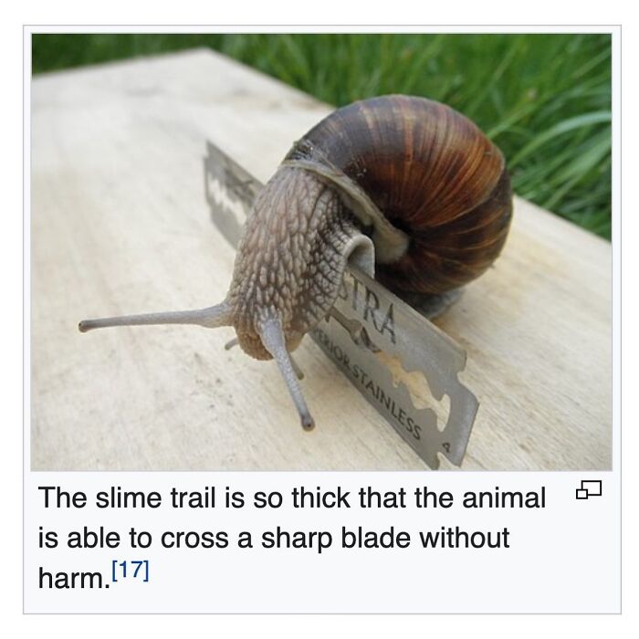 This Page Is Dedicated To The Weird Side Of Wikipedia, And Here Are 69 Of The Best Animal-Related Examples This Page Is Dedicated To The Weird Side Of Wikipedia, And Here Are 69 Of The Best Animal-Related Examples