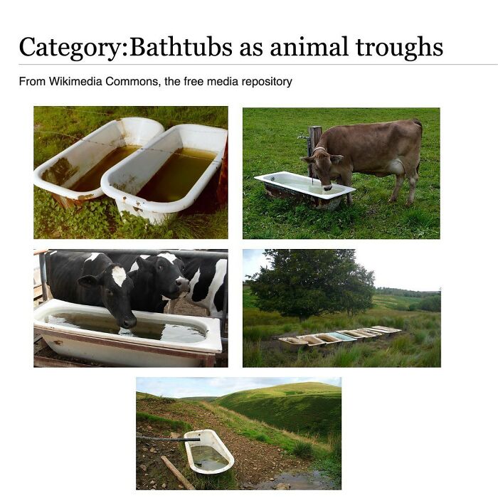 This Page Is Dedicated To The Weird Side Of Wikipedia, And Here Are 69 Of The Best Animal-Related Examples This Page Is Dedicated To The Weird Side Of Wikipedia, And Here Are 69 Of The Best Animal-Related Examples