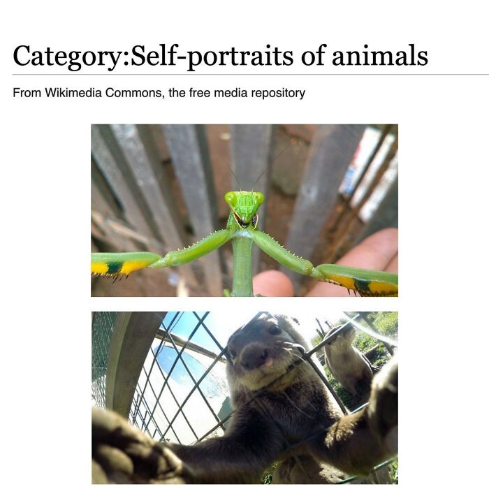 This Page Is Dedicated To The Weird Side Of Wikipedia, And Here Are 69 Of The Best Animal-Related Examples This Page Is Dedicated To The Weird Side Of Wikipedia, And Here Are 69 Of The Best Animal-Related Examples